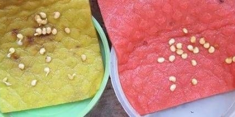 Kako uzgajati rasad paprike i paradajza